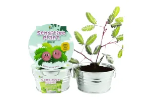 Children's Basin Grow Kits (4 Kits Available)